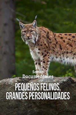 Somos Documentales - Pequeños felinos, grandes personalidades