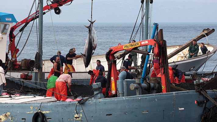 El ronqueo del atún en Cádiz