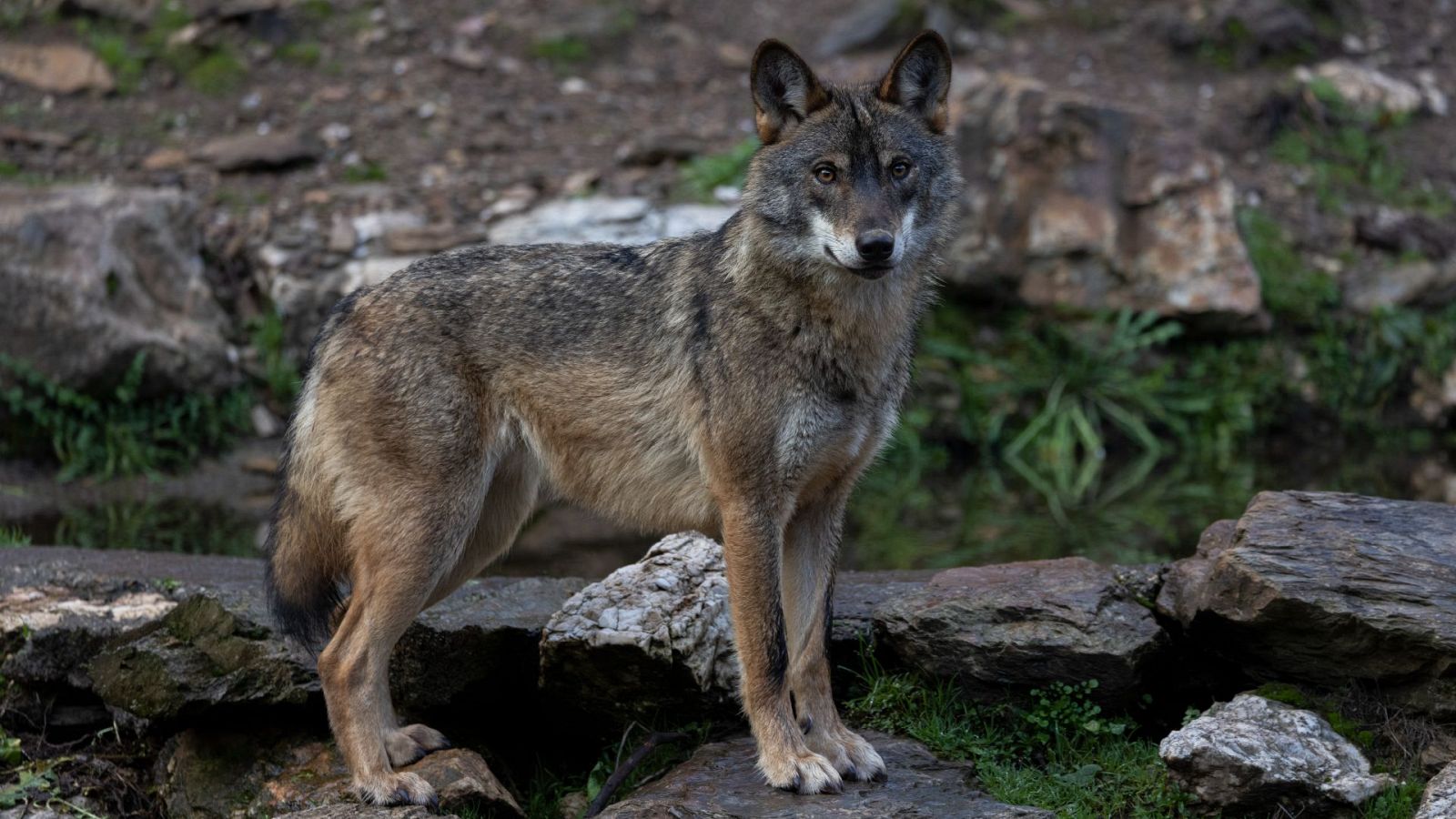 La protección del lobo: investigadores trabajan para censarlo