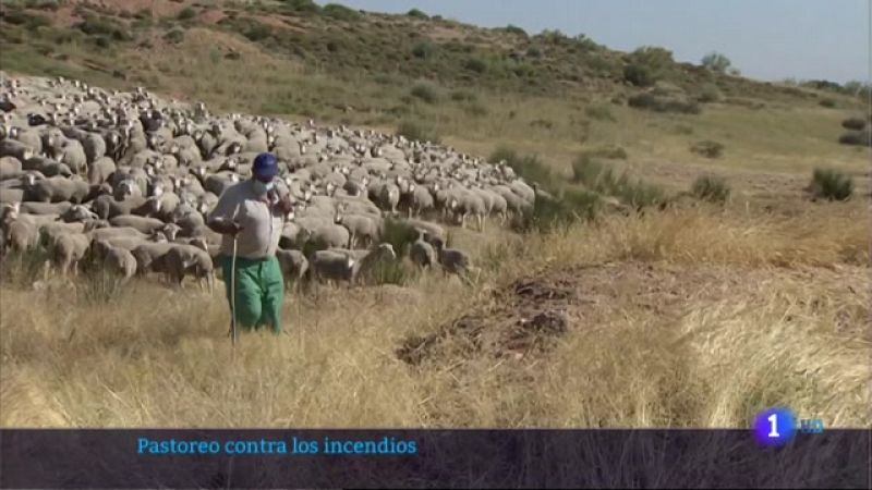 El ganado ovino también ayuda a  prevenir incendios - 09/06/2021