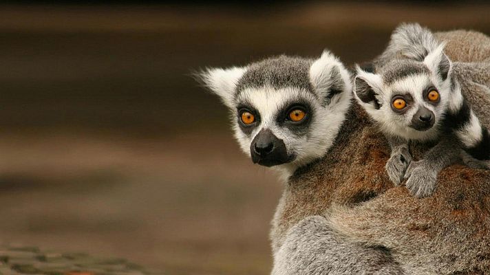Lémures legendarios de Madagascar