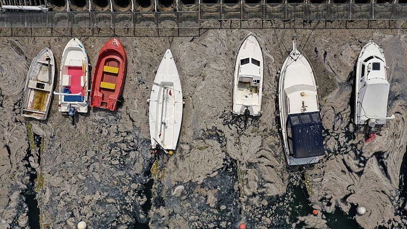 El moco marino se extiende por la costa de Estambul 