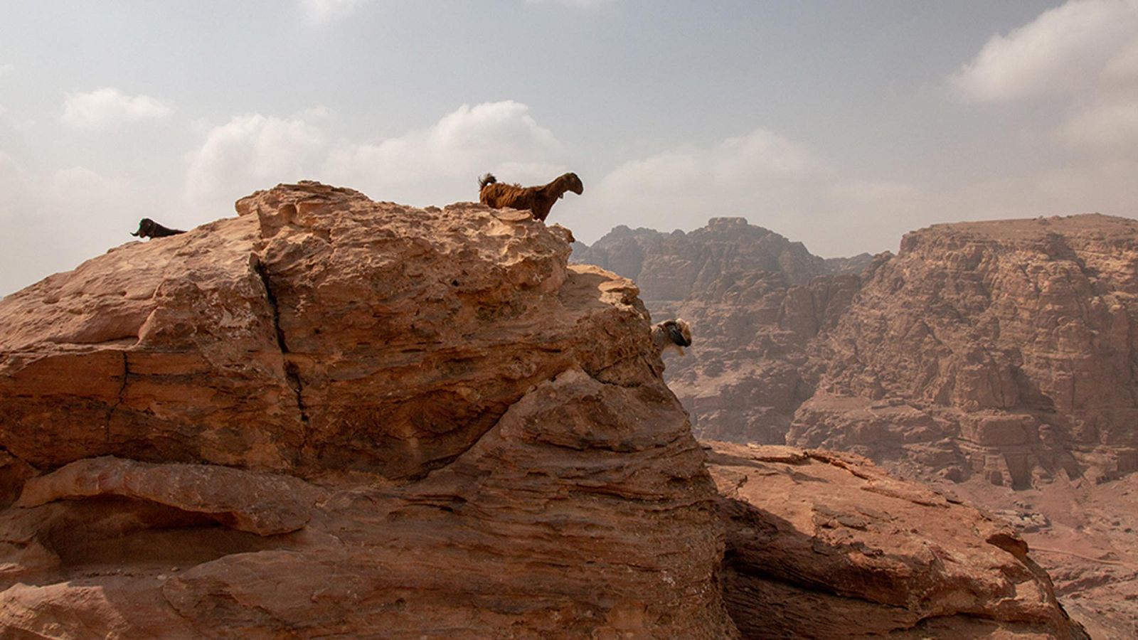 Infierno arábigo - Vida y muerte en las dunas - ver ahora