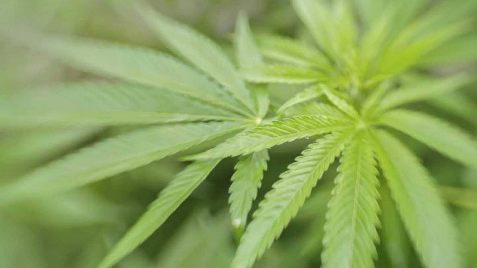 El Congreso investigará el uso médico del cannabis