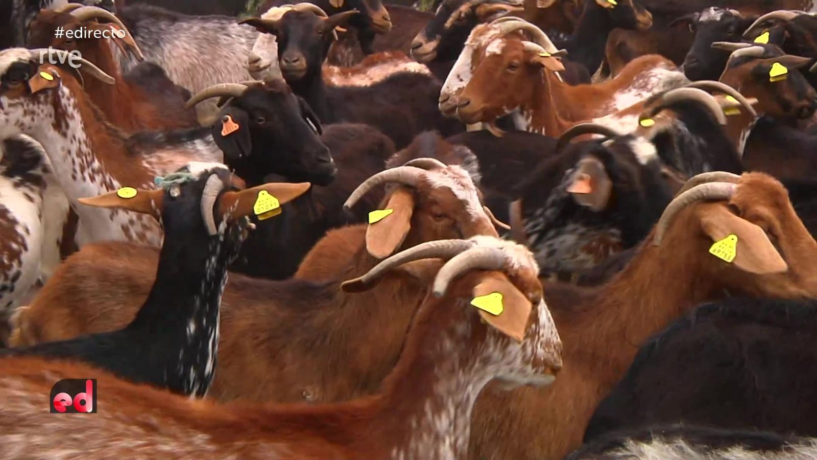 España Directo - 10/06/21 - ver ahora