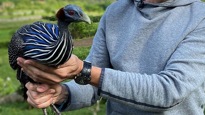 Palomas de todos los colores, tamaños y lugares del planeta