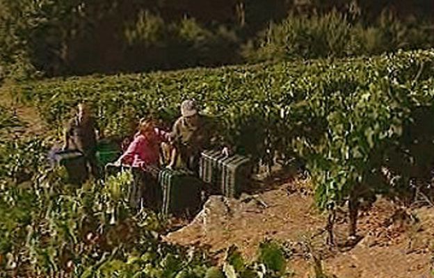 España Directo - Vendimia de vértigo