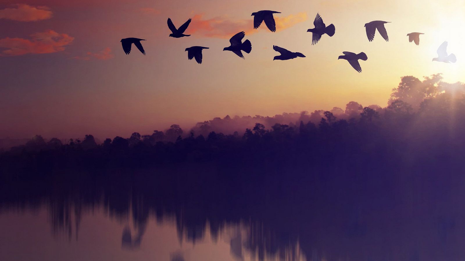 Somos documentales - El planeta de las aves - ver ahora