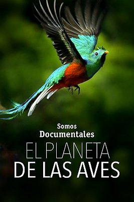 El planeta de las aves