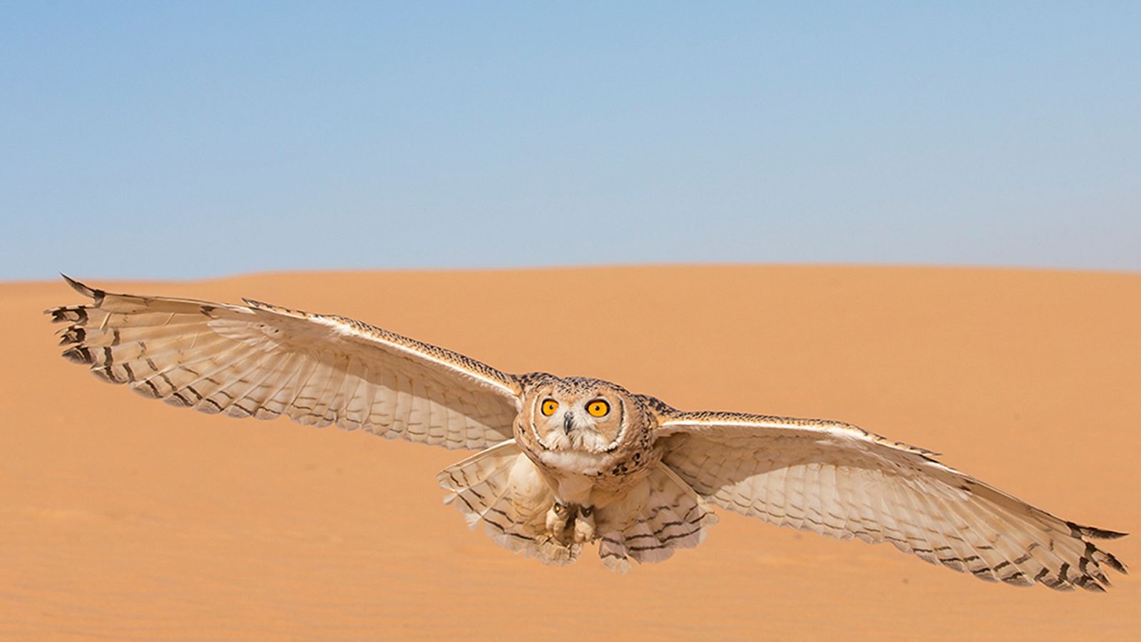 Infierno arábigo - Los amos del aire - ver ahora
