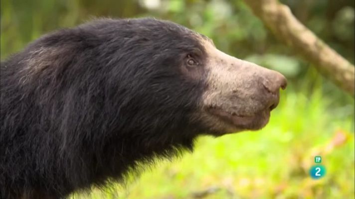 Sense temps per la mandra: Els óssos morruts de Sri Lanka