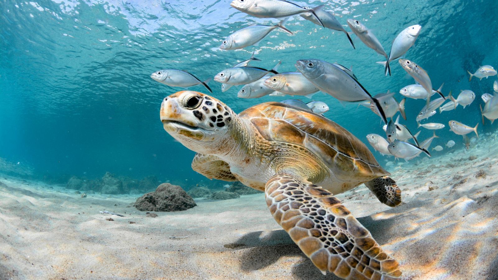 ¿Cómo es la puesta en libertad de las tortugas marinas?