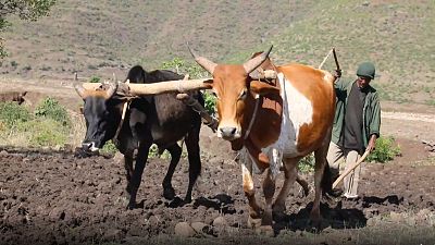 Etiopía: la tribu Amara