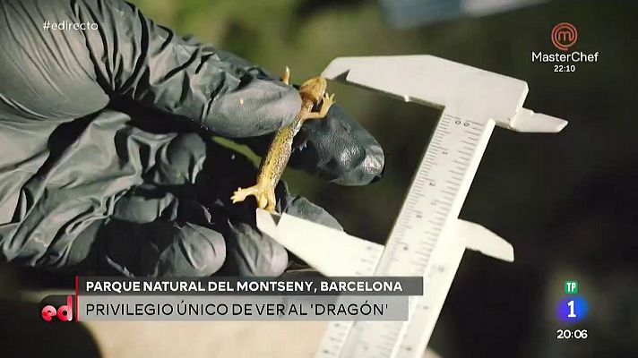 Descubrimos el tritón de Montseny junto a Evelyn Segura