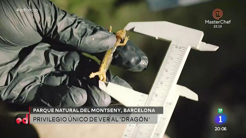 España Directo - Descubrimos el tritón de Montseny junto a Evelyn Segura
