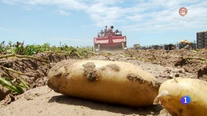 Las papas de arena de Sanlúcar de Barrameda