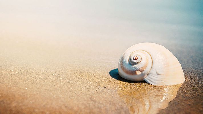 Biomimesis - Biogeometría