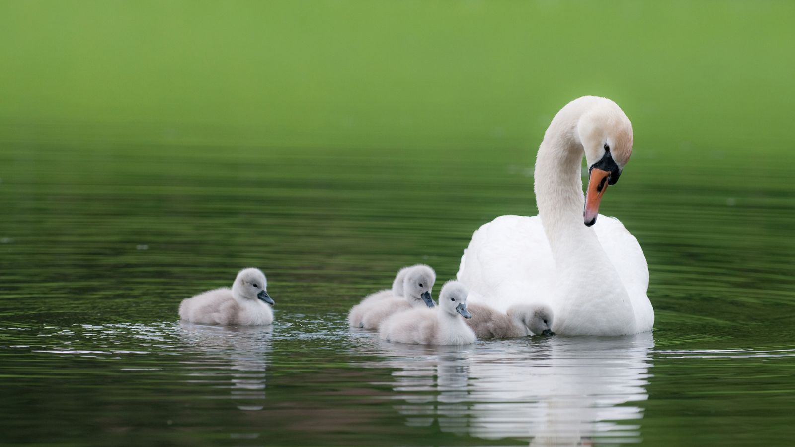 Somos documentales - El lago de los cisnes de China - Documental en RTVE