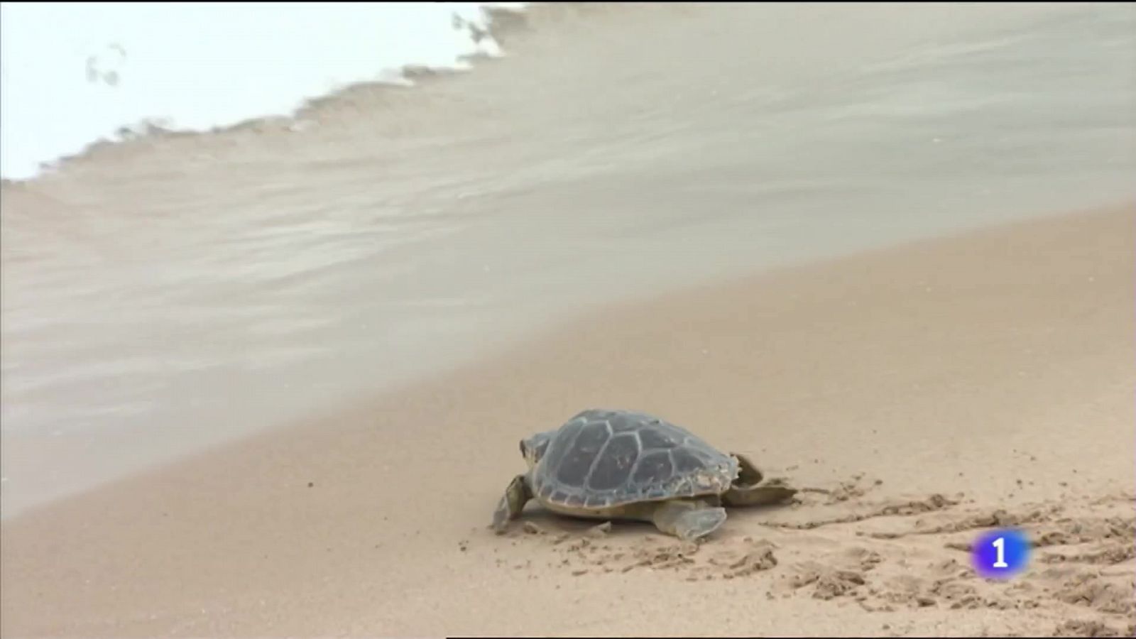 L'Informatiu Comunitat Valenciana 1 - 16/06/21 ver ahora