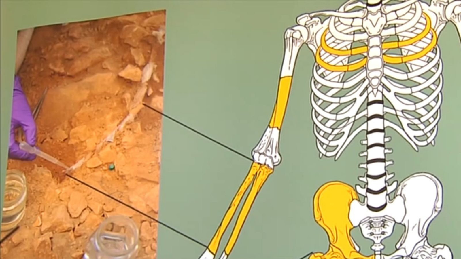 Hallan restos óseos de una mujer del paleolítico, una Homo Sapiens que vivió hace 14.000 años, en una cueva en Lleida