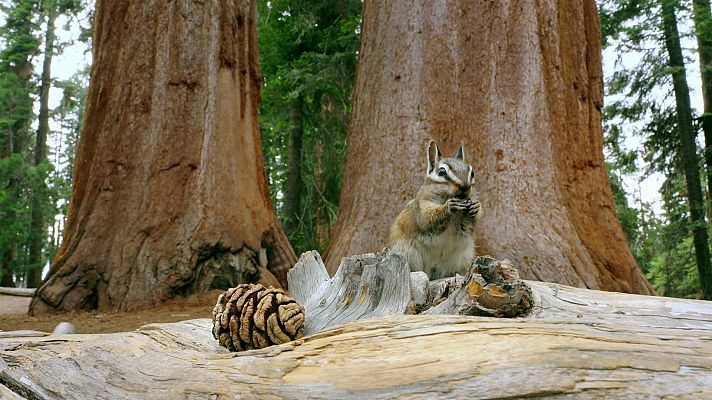 El bosque de los gigantes. Bosques de California