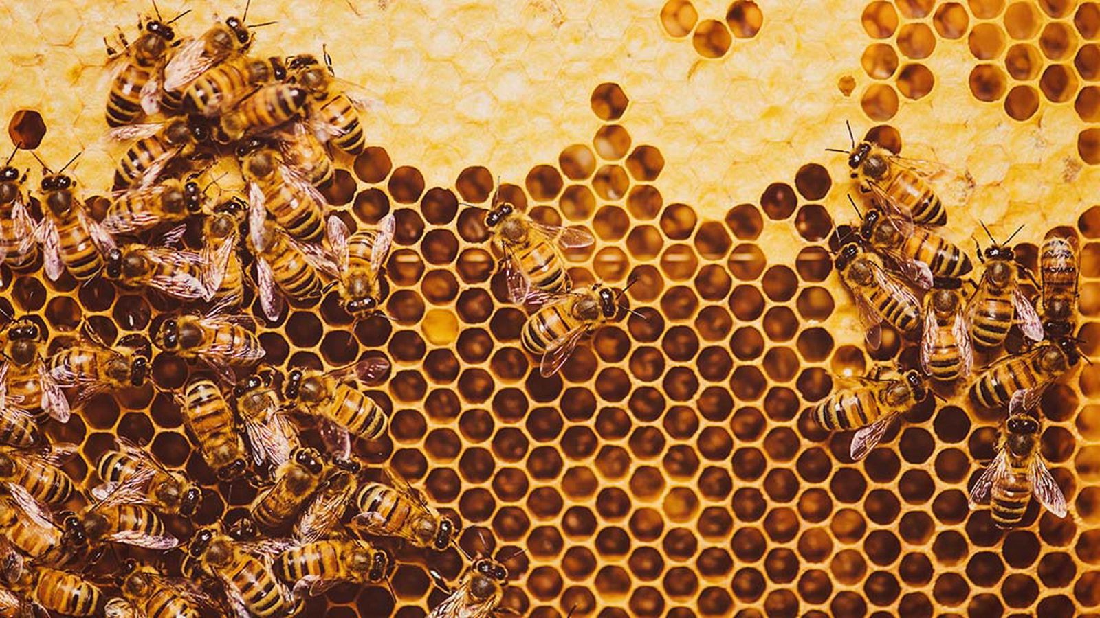 Biomimesis - Bioquímica - ver ahora