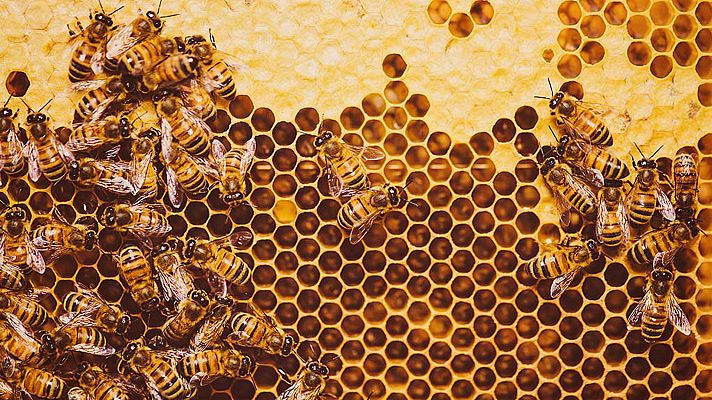 Biomimesis - Bioquímica