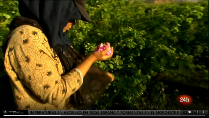 En primer plano: Las mujeres que recolectan rosas en Marruecos