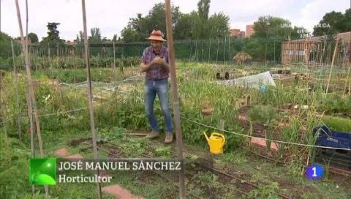 Melisa, la hierba más relajante del huerto