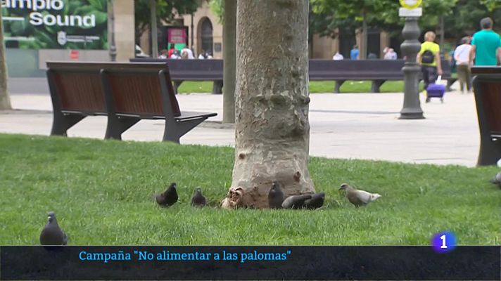 Plaga de palomas en Pamplona