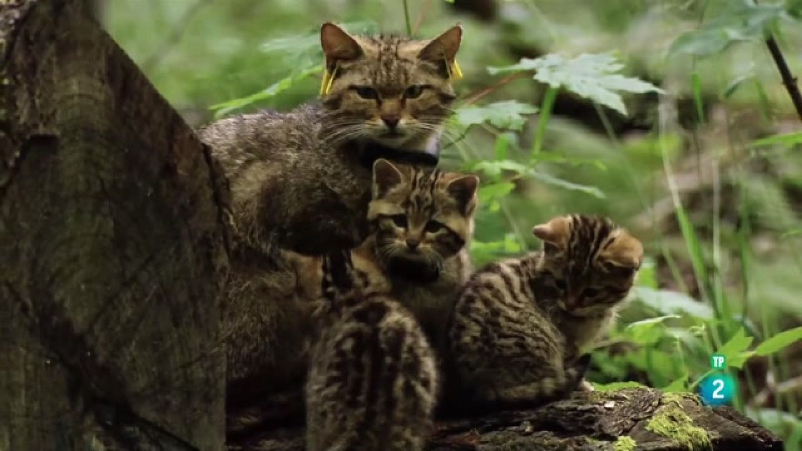 Grans Documentals - Petits felins, grans personalitats