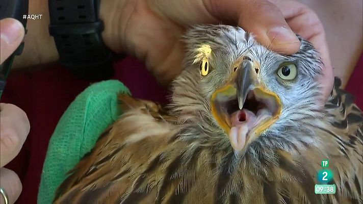 Aquí hay trabajo - Trabajar conservando la fauna