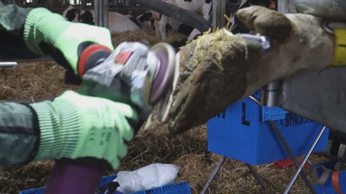 Telenavarra - Pedicura para vacas