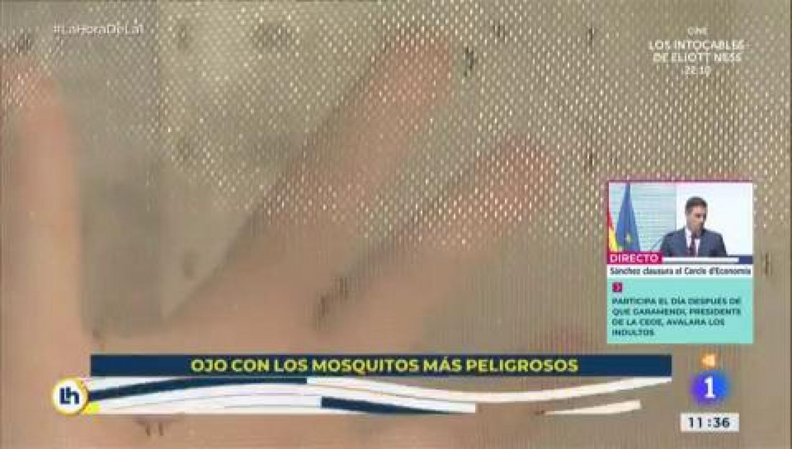Cómo protegerse de los mosquitos en verano