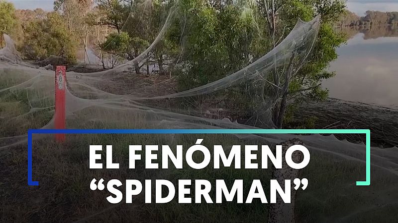 Una inmensa tela de araña en varios campos de Australia