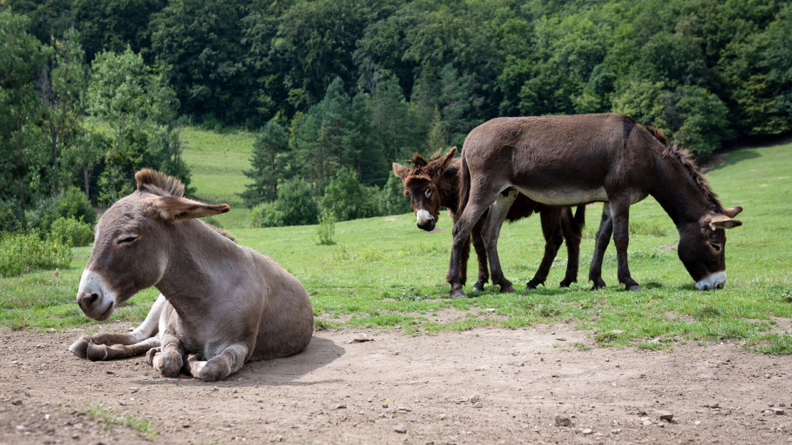Aquí la Tierra - Burros italianos, burros píos... ¿qué tipos de burros existen?