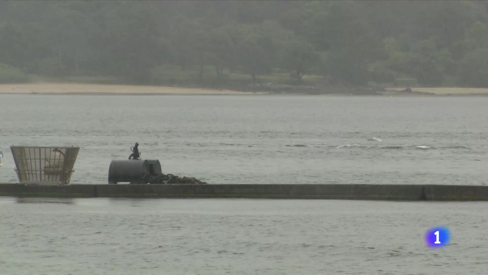 Vídeo: Manoliño, el delfín joven de la ría de Noia - RTVE.es