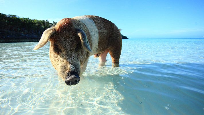 Somos Documentales - Asombrosos cerdos