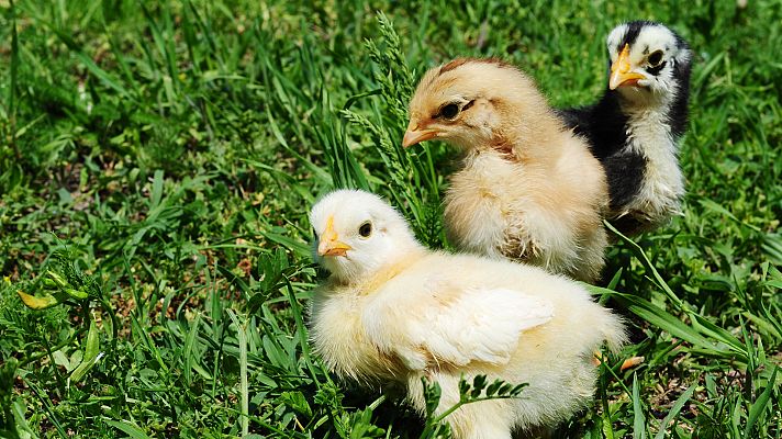 ¿Conoces estas razas de gallinas autóctonas? 