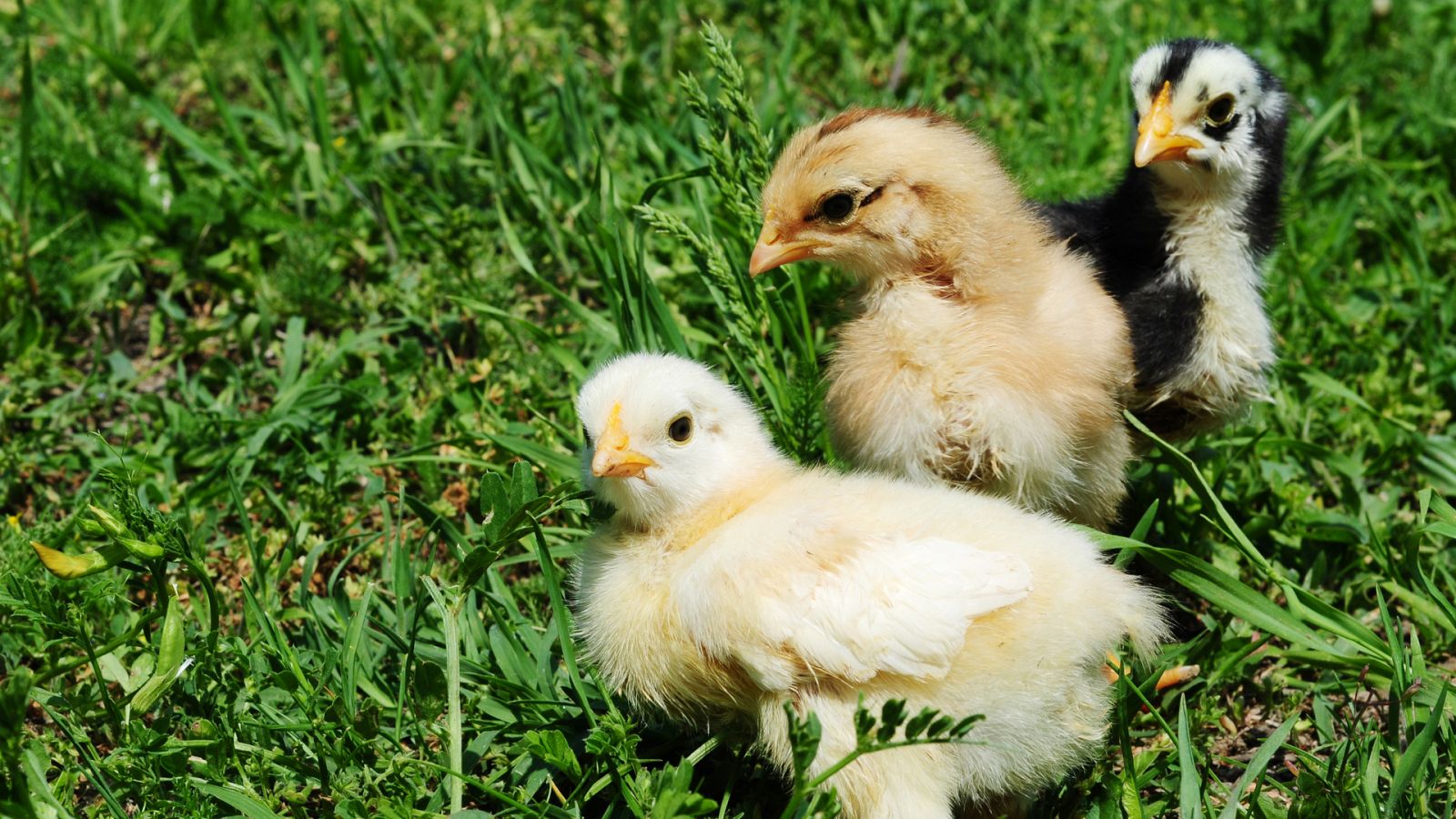 Aquí la Tierra - Castellana negra, andaluza azul, española carablanca... ¿conoces estas razas de gallinas? 