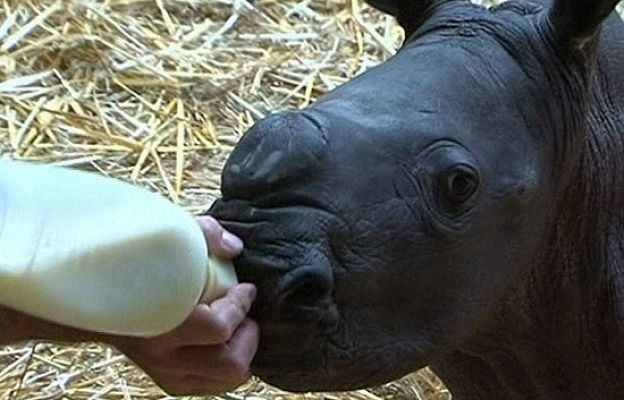 Nace una cría de rinoceronte