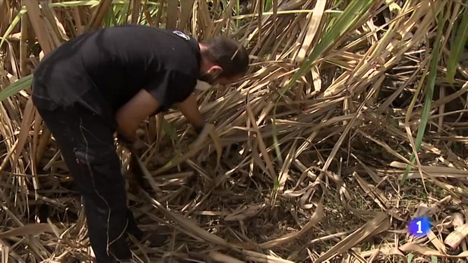 Canarias es una de las cunas del ron - RTVE.es