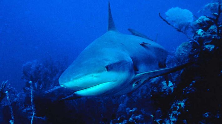 Norteamérica - El lado salvaje