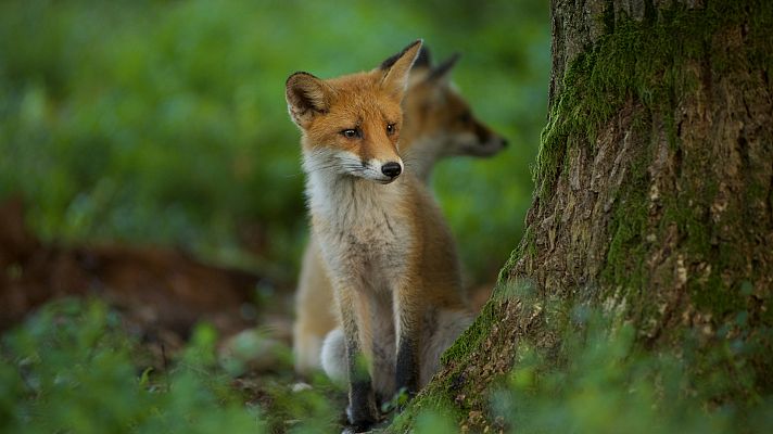 El corazón salvaje de los Países Bajos - Full circle