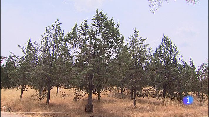 Los daños de Filomena también afectan a los incendios