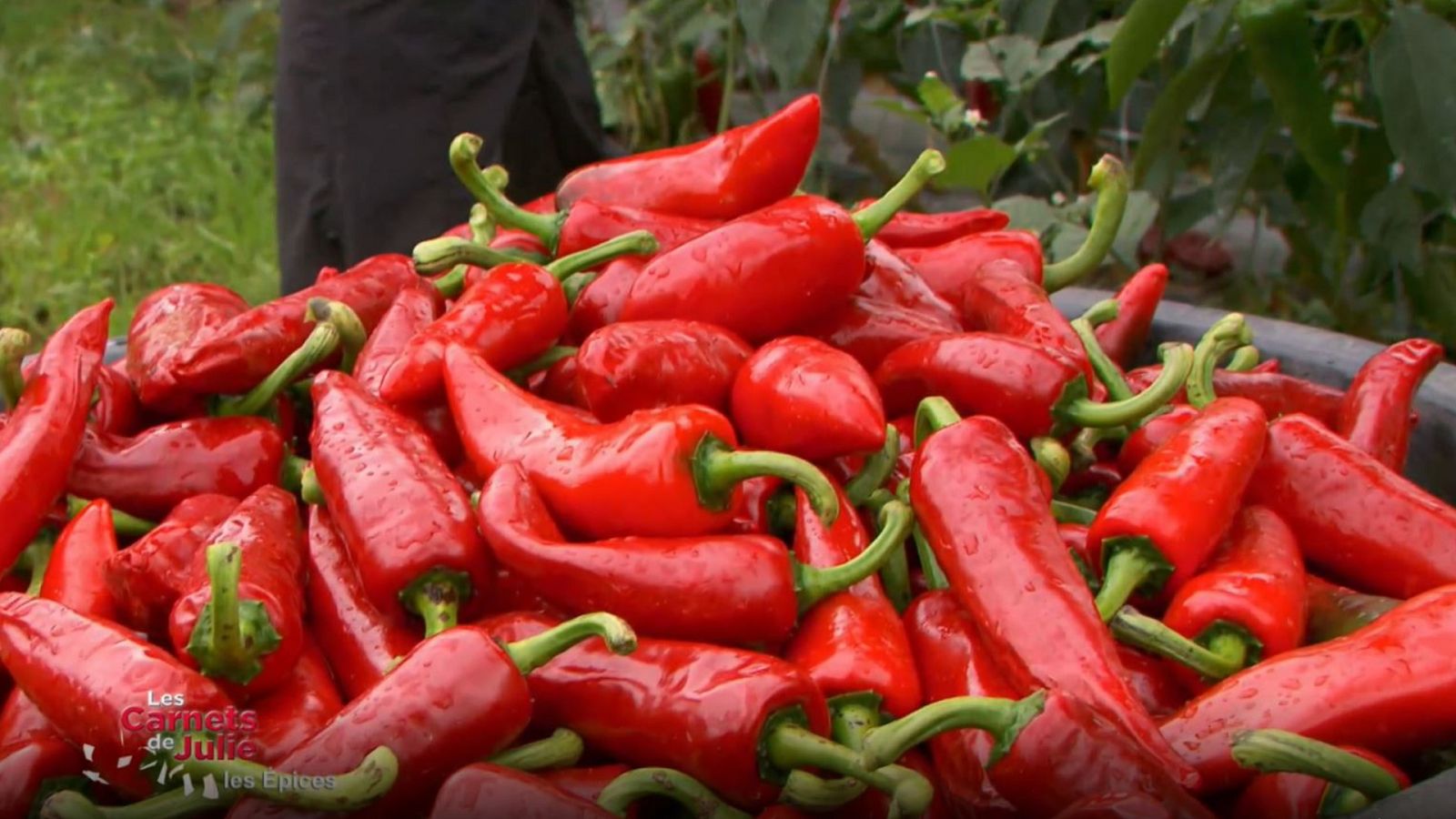 Las recetas de Julie - La cocina especiada - ver ahora