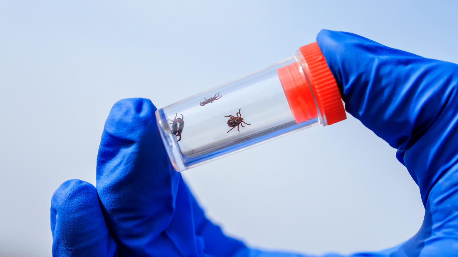 Boticaria García explica cómo afrontar la picadura de una garrapata - La hora de La 1 | Ver