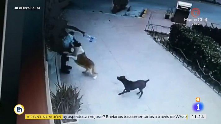 Una veterinaria salva a una niña del ataque de un perro