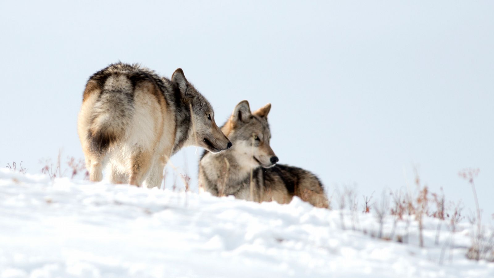 Somos documentales - El regreso del lobo. Cómo ha cambiado el Parque Nacional - Documental en RTVE