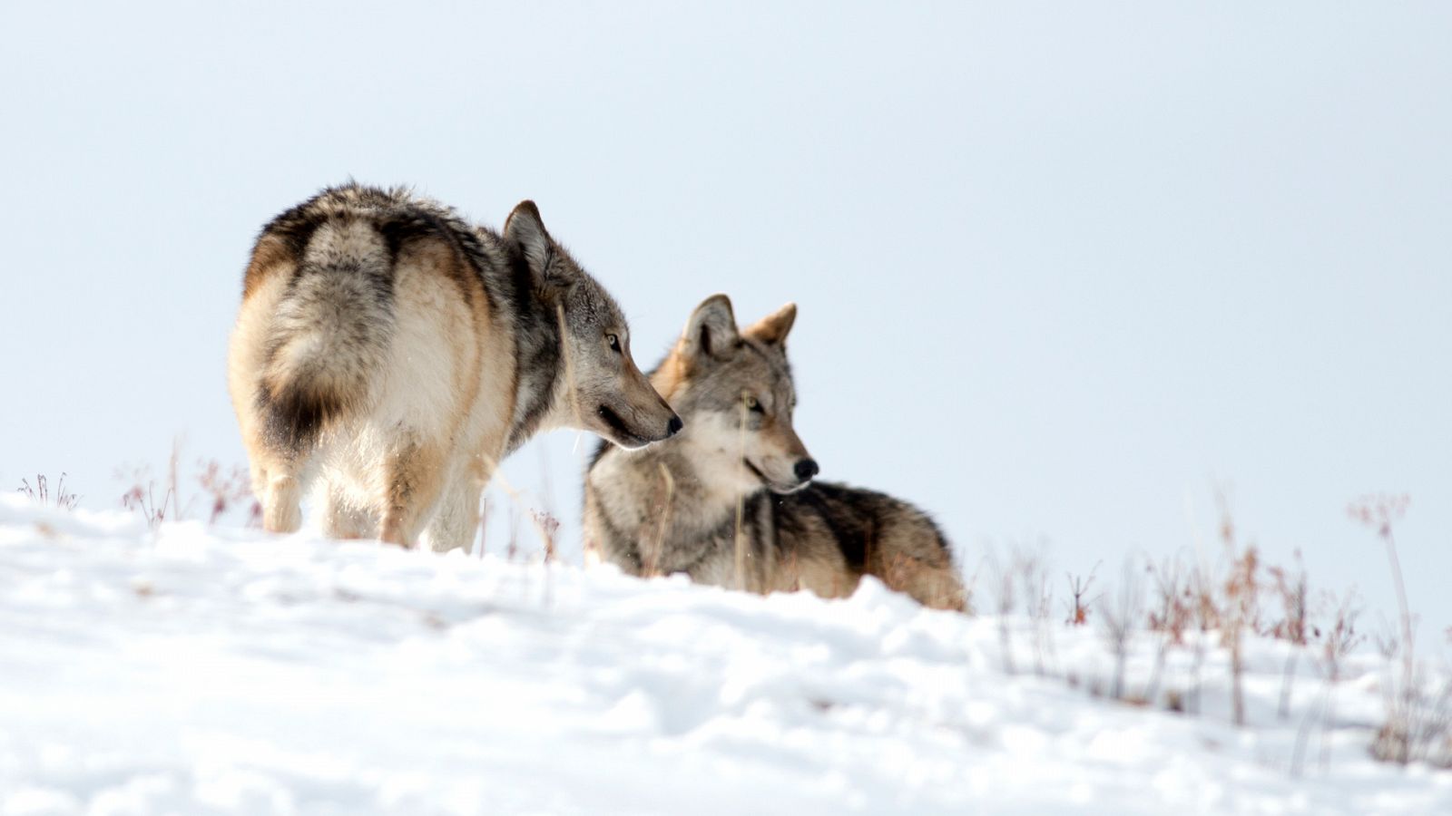 Somos documentales - El regreso del lobo. Cómo ha cambiado el Parque  Nacional - Documental en RTVE